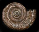 Binatishinctes Ammonite Fossil - Russia #34586-1